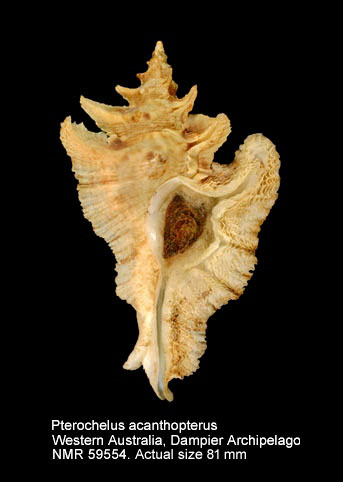 Pterochelus acanthopterus.jpg - Pterochelus acanthopterus(Lamarck,1816)